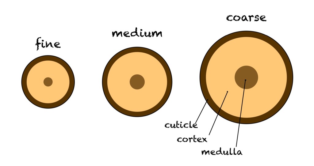 A cross-section of 3 hair strands: fine, medium and coarse. In the centre of the strand is the medulla, surrounded by the cortex, surrounded by the cuticle as the outer layer.